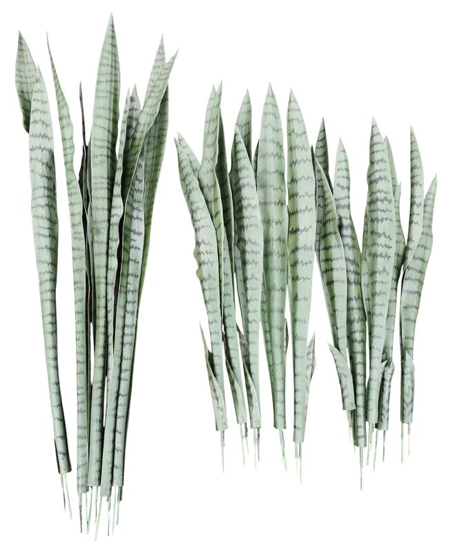 Sansevieria anopinkieli tekokasvi nippu